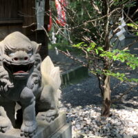 高御位神宮　狛犬3